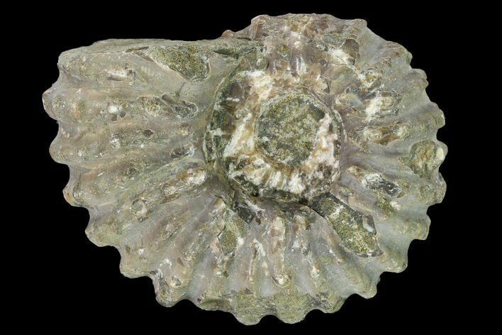 Bumpy Ammonite (Douvilleiceras) Fossil - Madagascar #160389